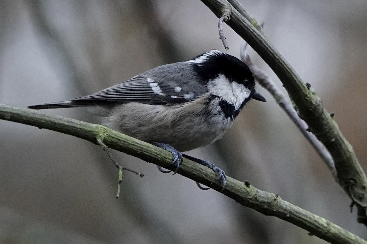 Coal Tit - ML646584212