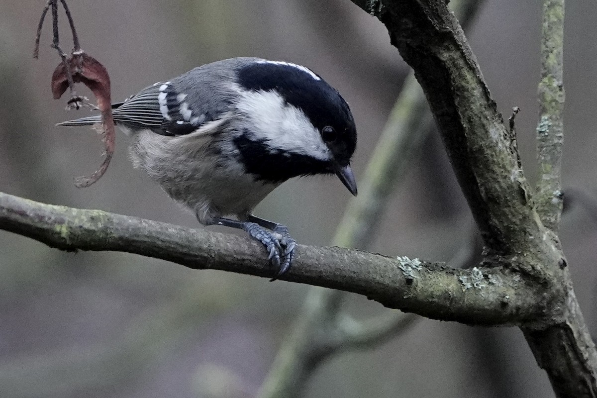 Coal Tit - ML646584213