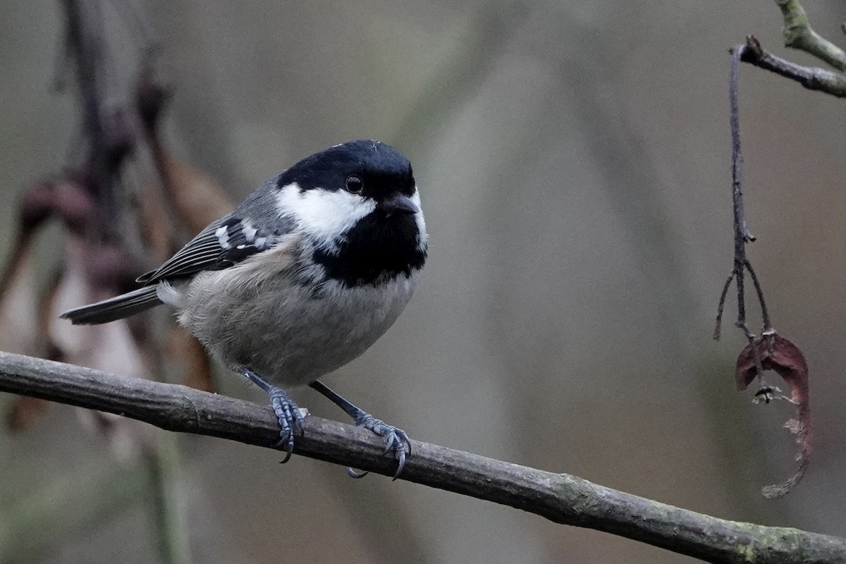 Coal Tit - ML646584214