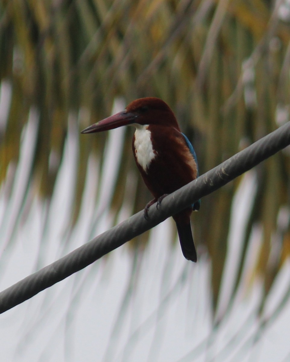 White-throated Kingfisher - ML646584216