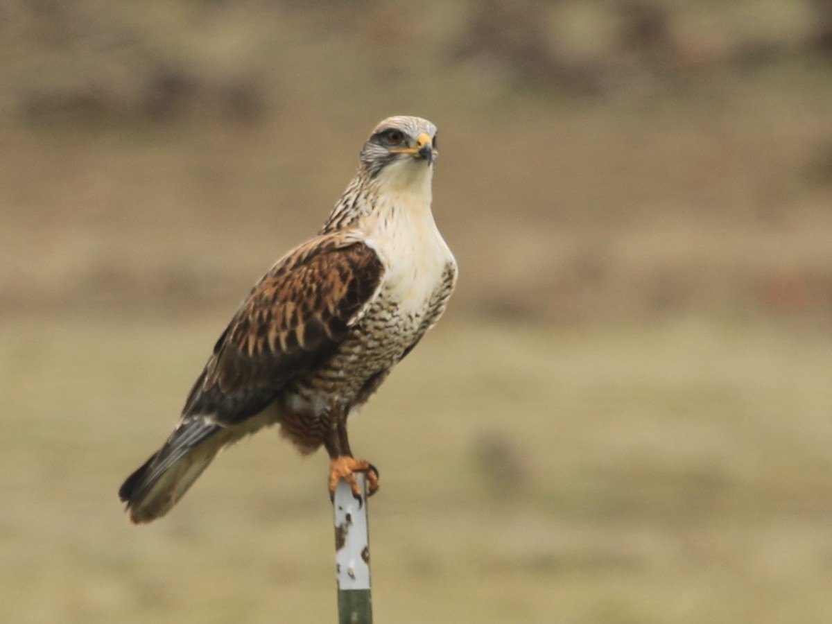 káně královská - ML646584219