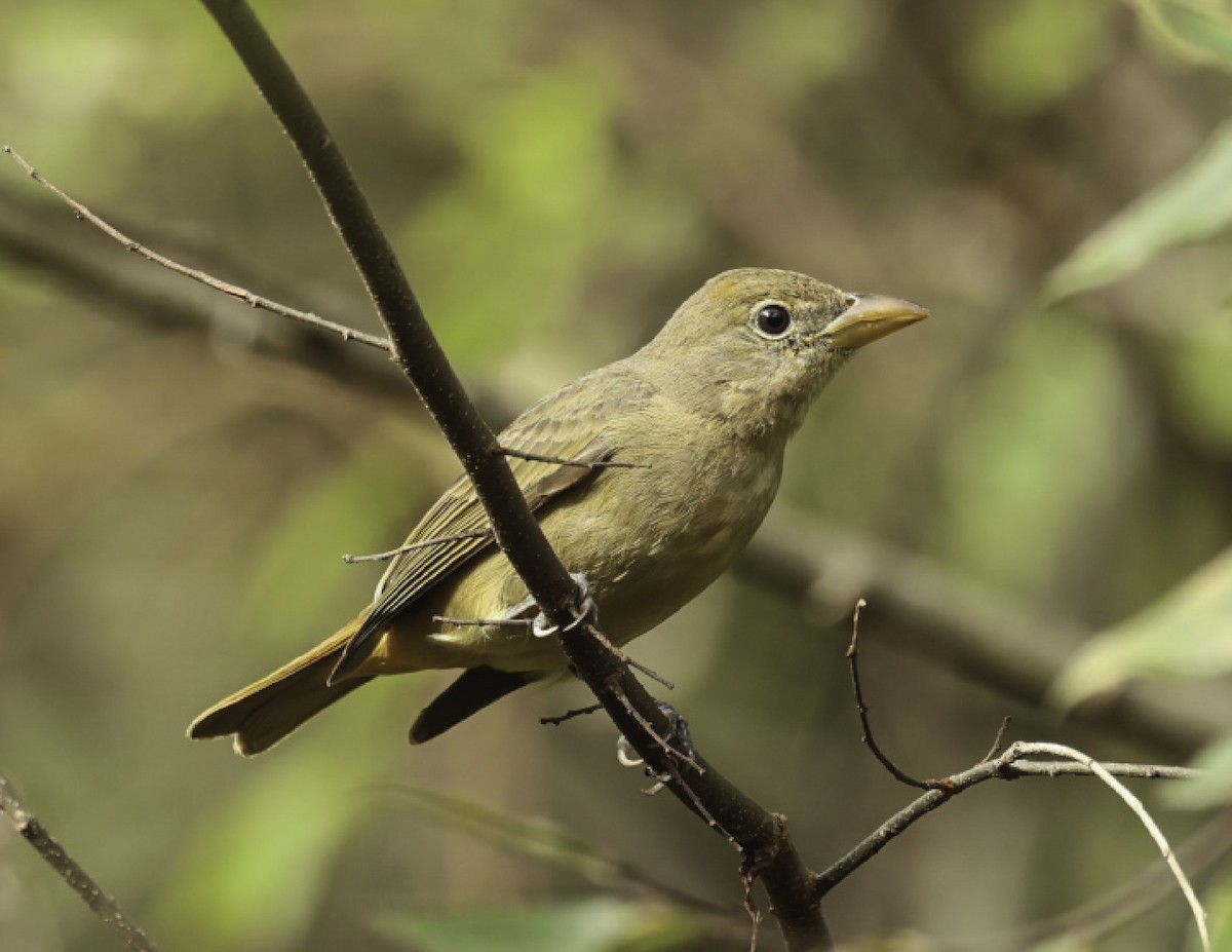 Summer Tanager - ML646584220
