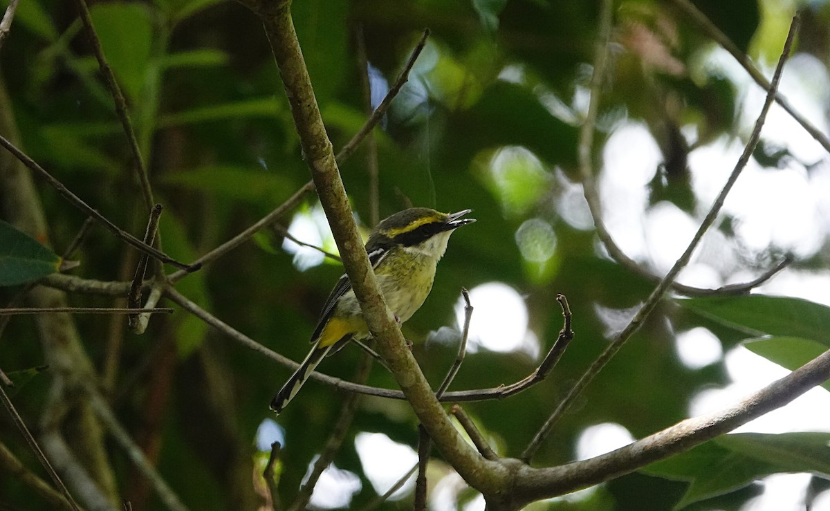 Yellow-breasted Boatbill - ML646584221