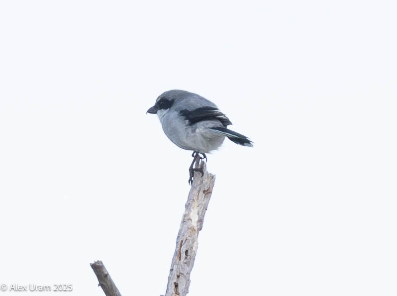 アメリカオオモズ - ML646584226