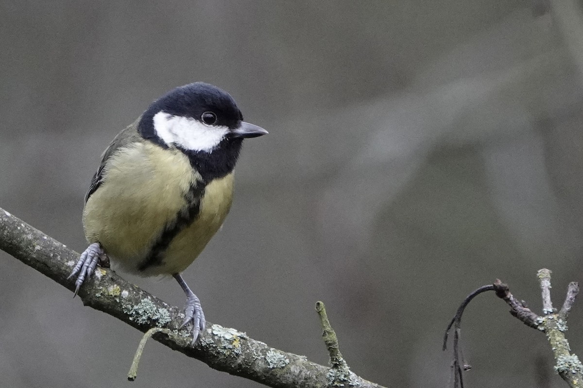 Great Tit - ML646584227
