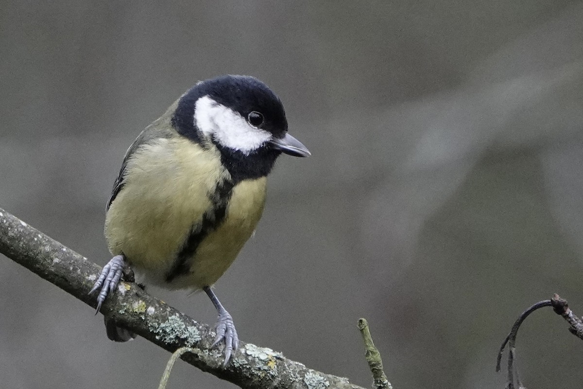 Great Tit - ML646584228