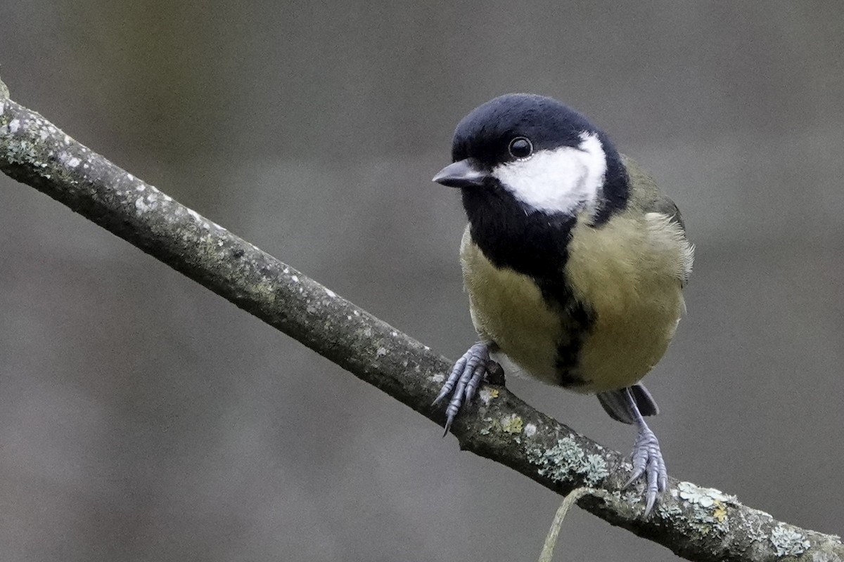 Great Tit - ML646584229