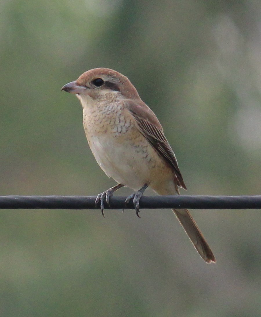 Brown Shrike - ML646584233
