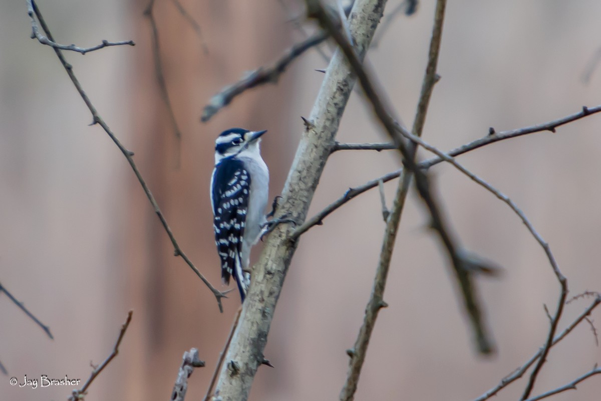 strakapoud osikový (ssp. pubescens/medianus) - ML646584234