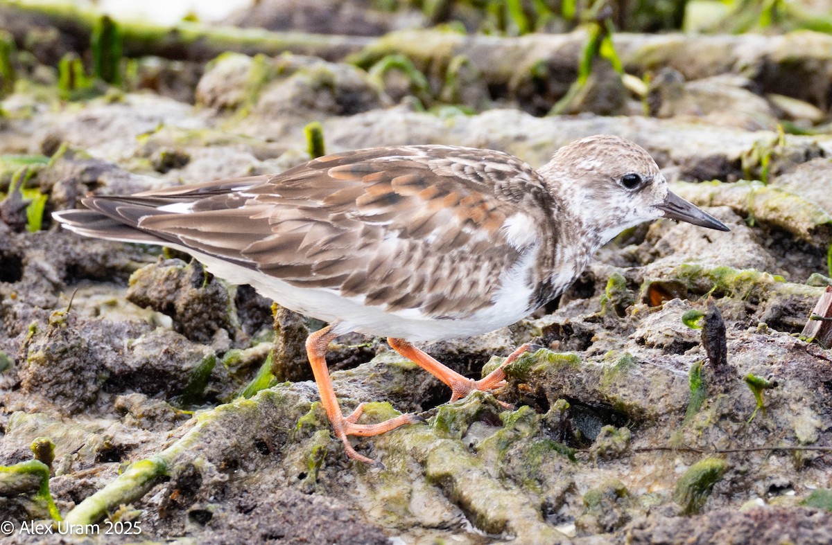 Ruddy Turnstone - ML646584235