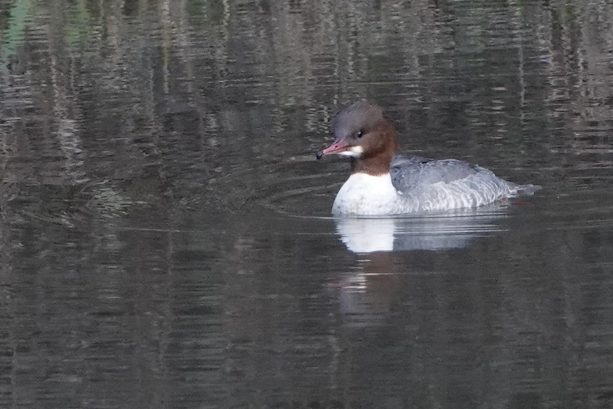 Common Merganser - ML646584238