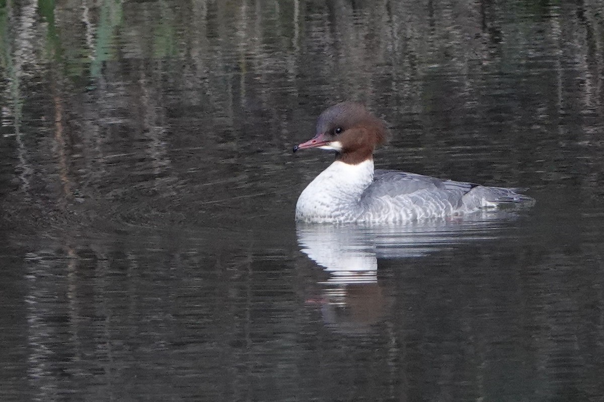 Common Merganser - ML646584239