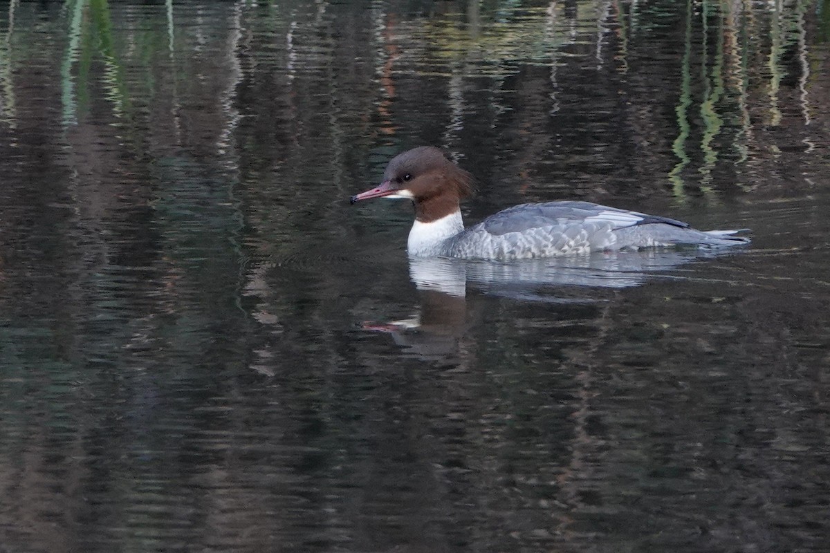 Common Merganser - ML646584240