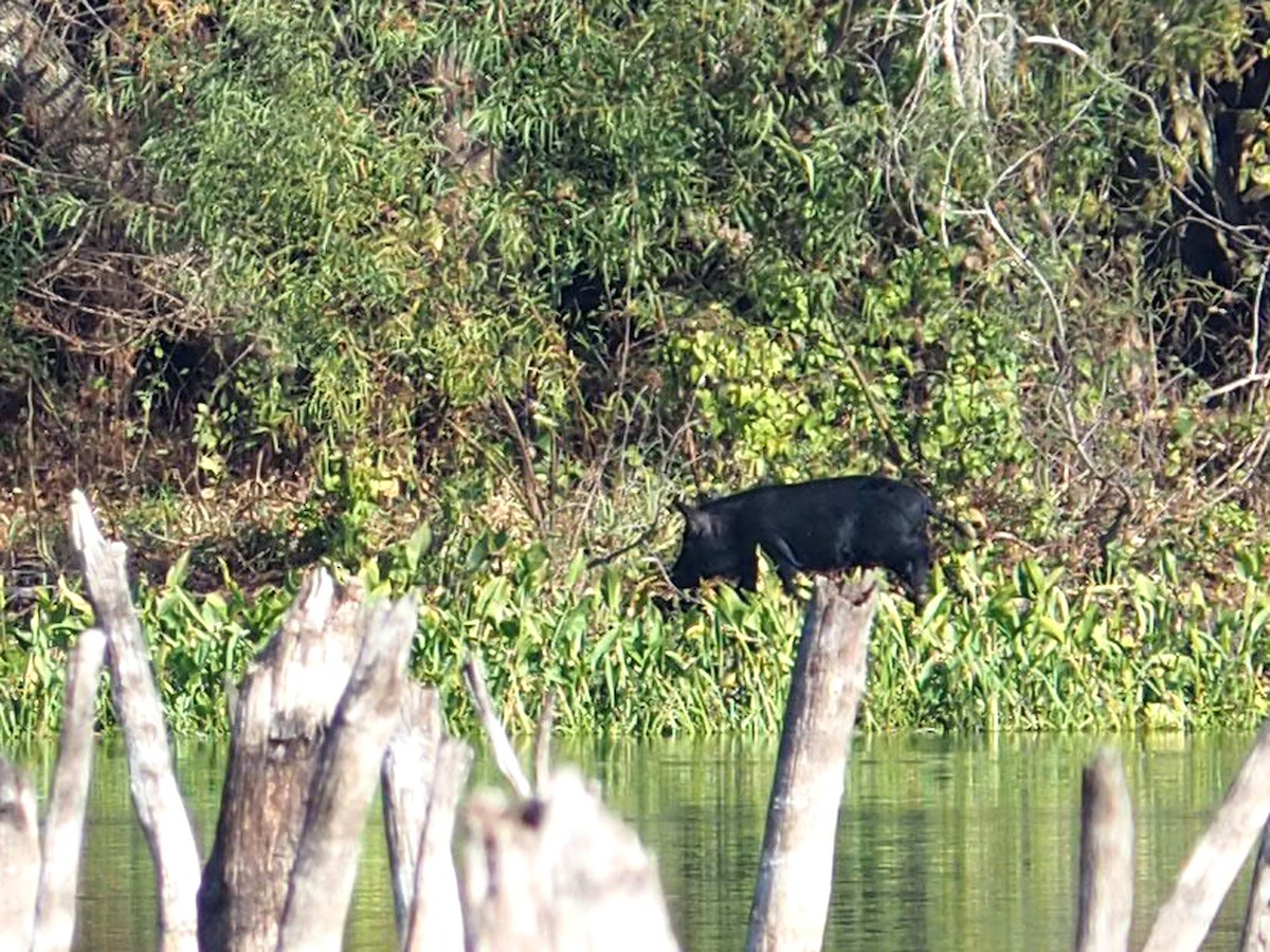 Wild Boar - ML646584241