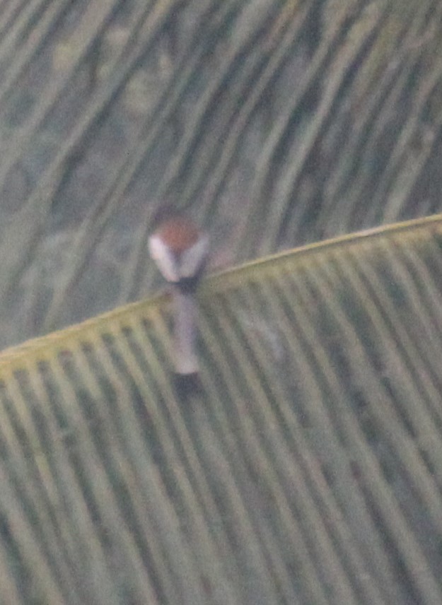 Rufous Treepie - ML646584248