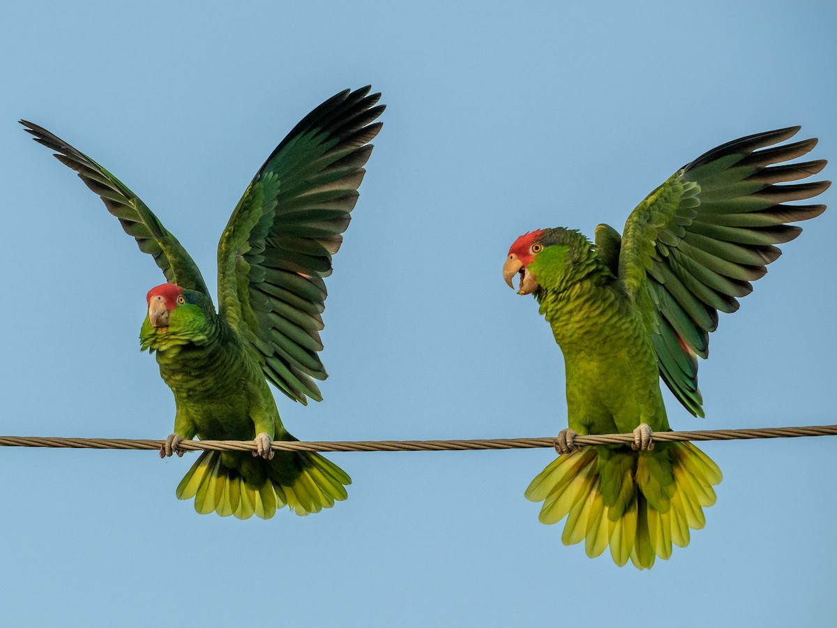 Red-crowned Amazon - ML646584249