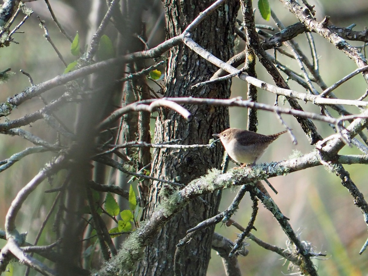 Northern House Wren - ML646584252