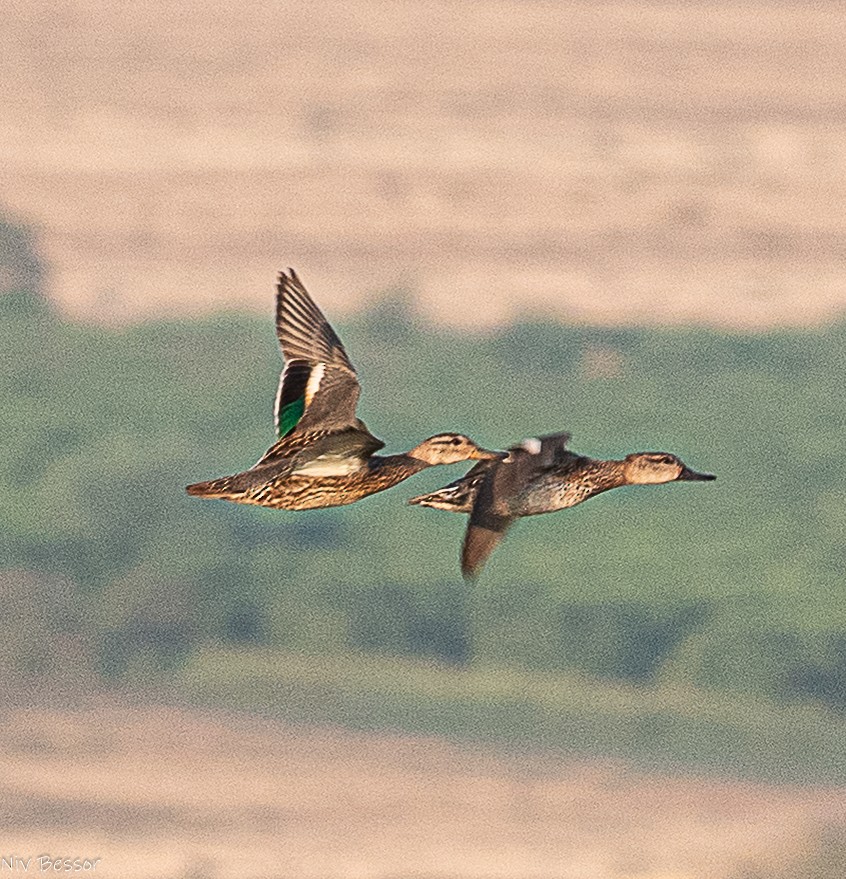 Чирянка мала (підвид crecca) - ML646584268