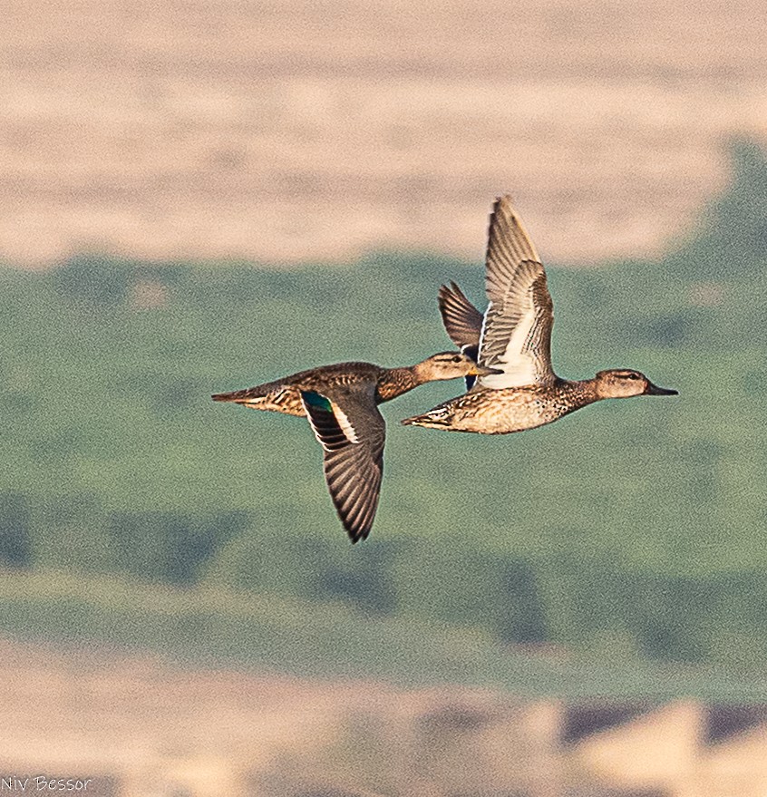 Чирянка мала (підвид crecca) - ML646584270