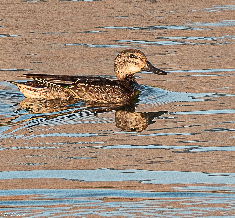 Чирянка мала (підвид crecca) - ML646584272