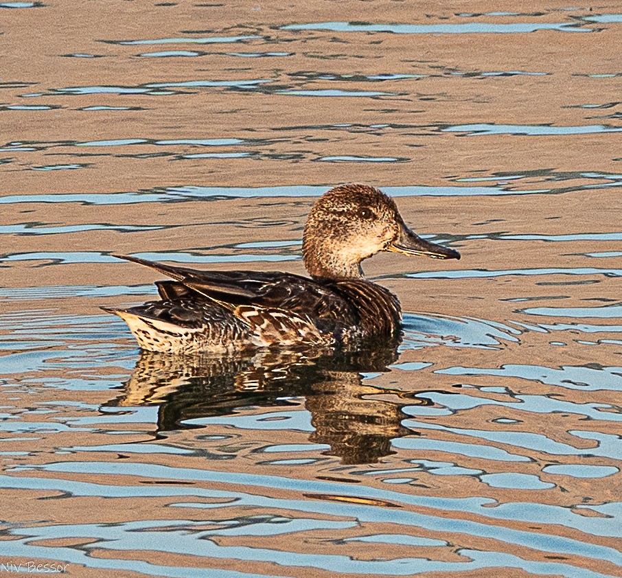 Чирянка мала (підвид crecca) - ML646584273