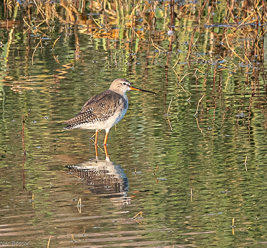 Коловодник чорний - ML646584277