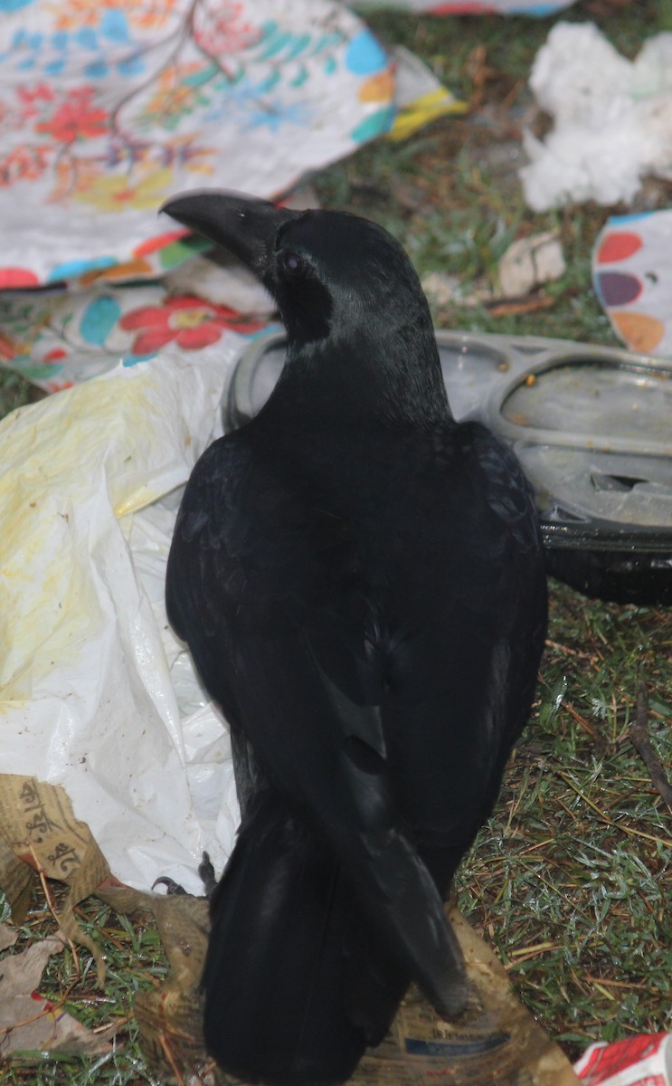Large-billed Crow - ML646584278