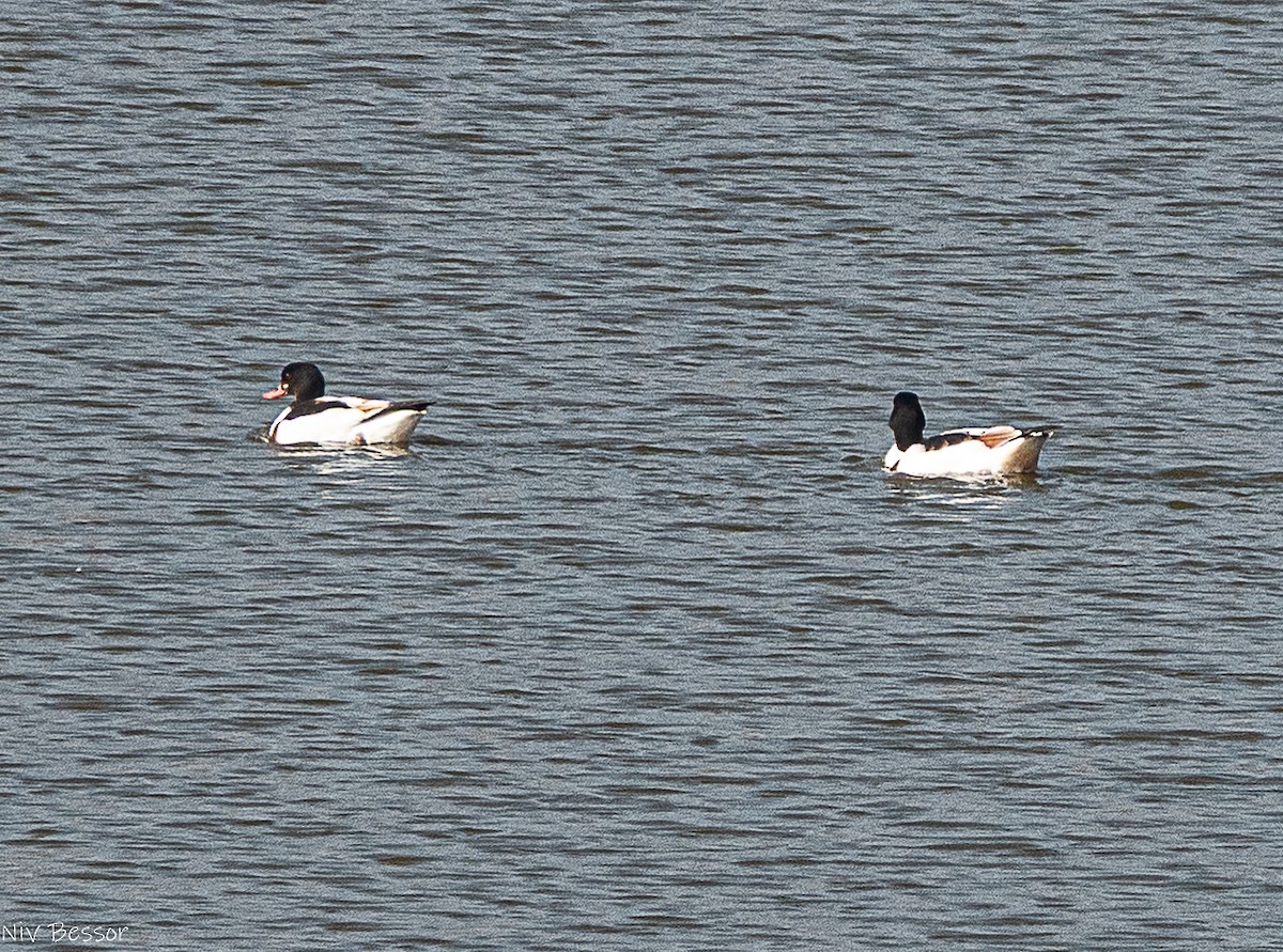 Галагаз євразійський - ML646584279