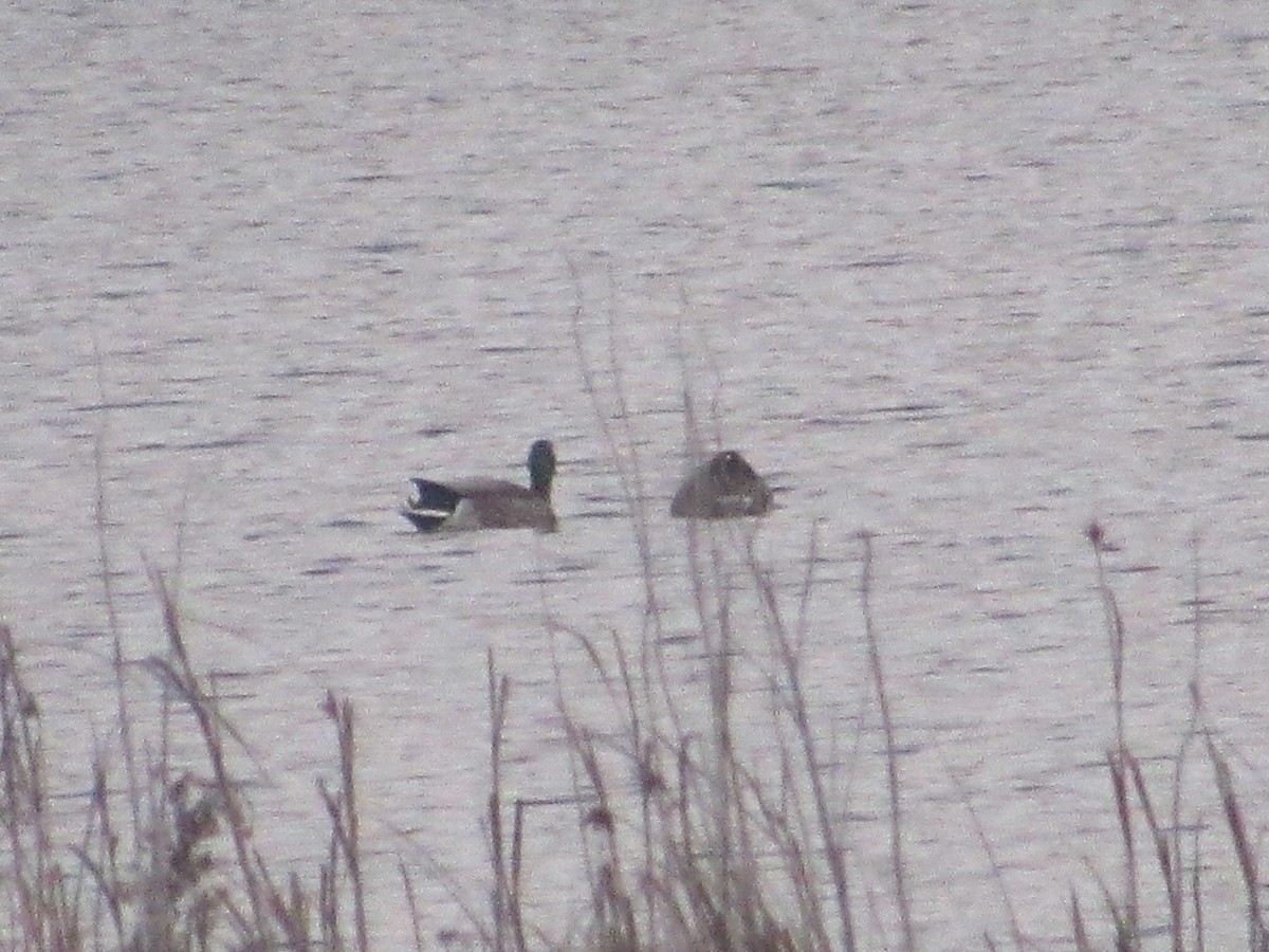 Mallard - ML646584281