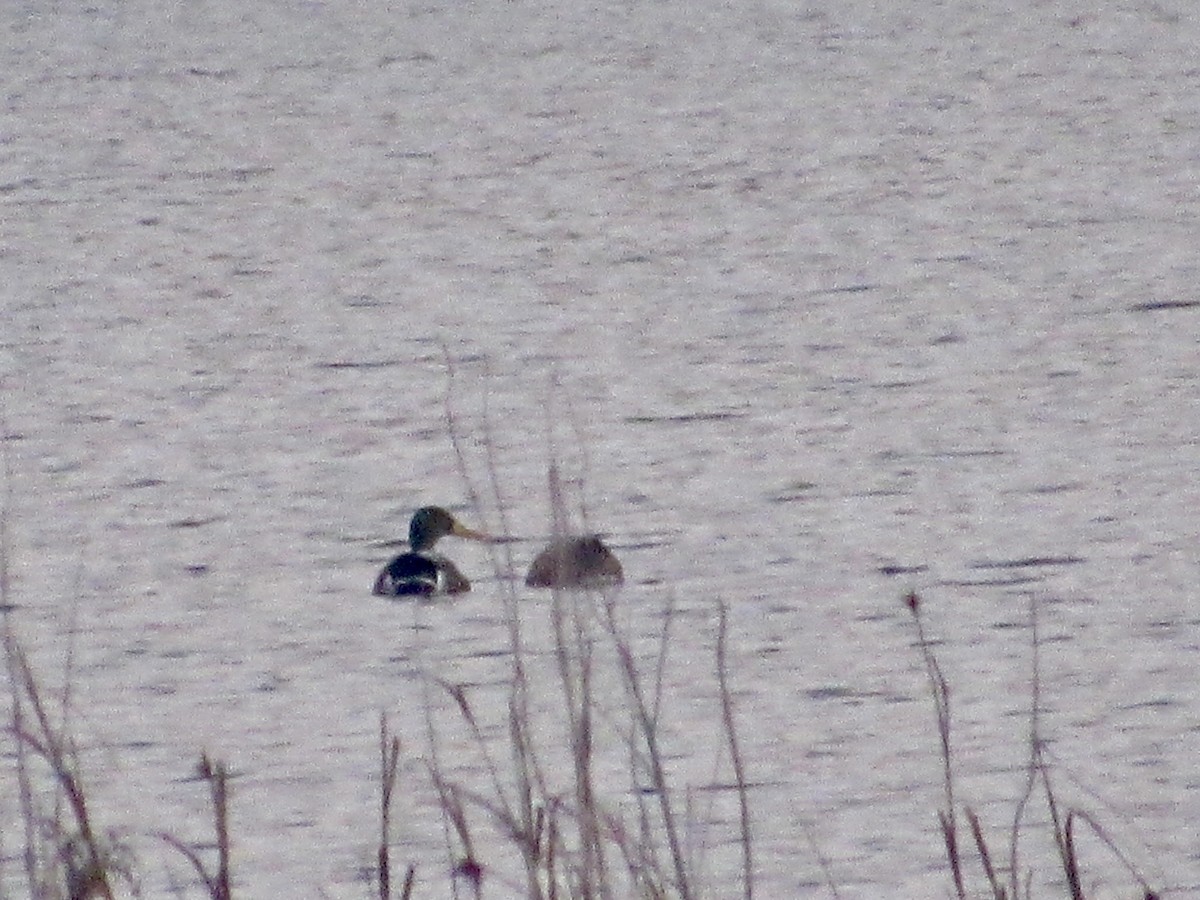 Mallard - ML646584282