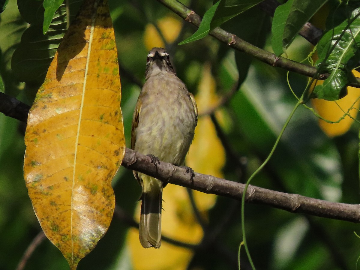 White-browed Bulbul - ML646584283