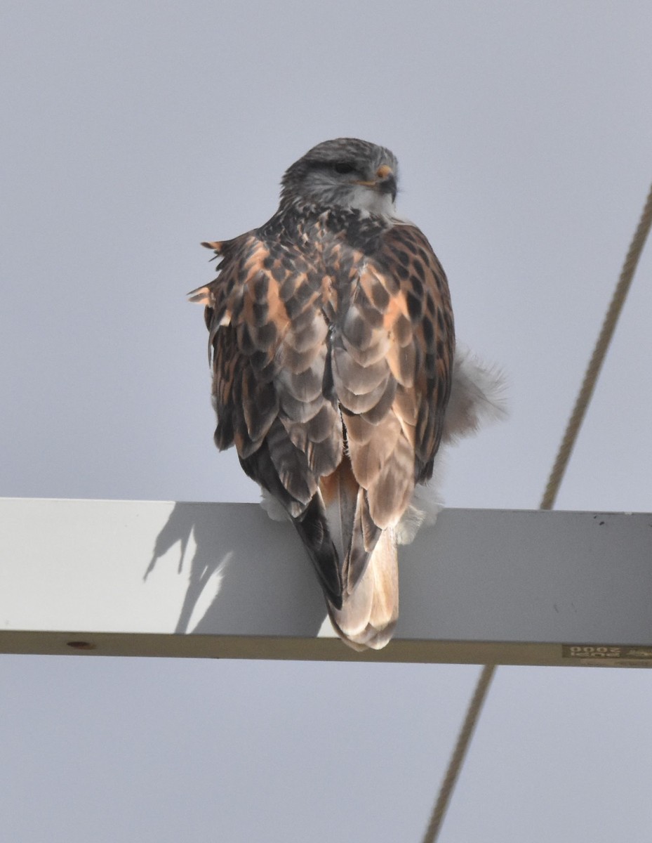 káně královská - ML646584284