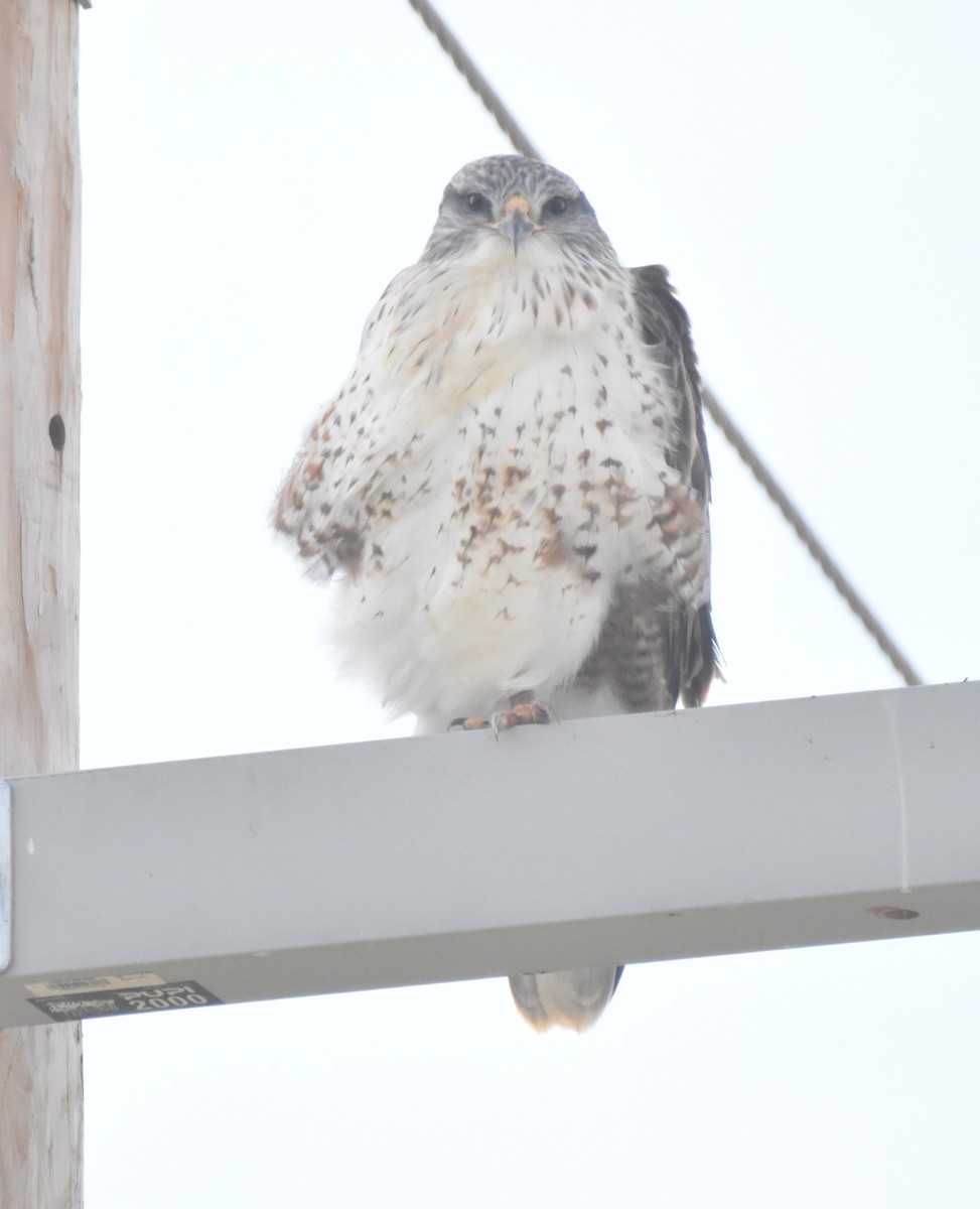 káně královská - ML646584285