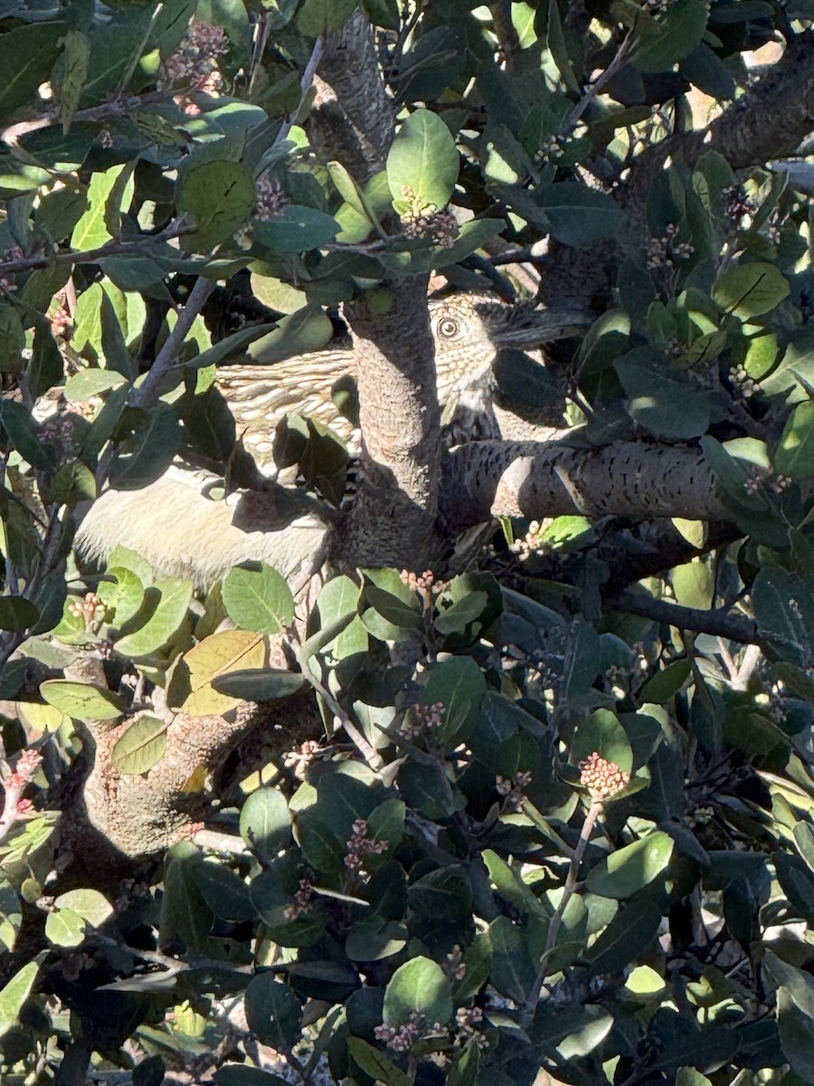 Grand Géocoucou - ML646584286