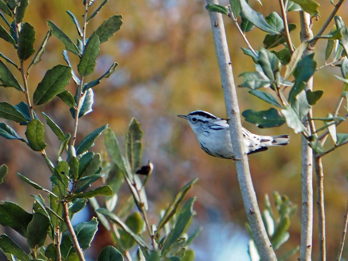 Black-and-white Warbler - ML646584290