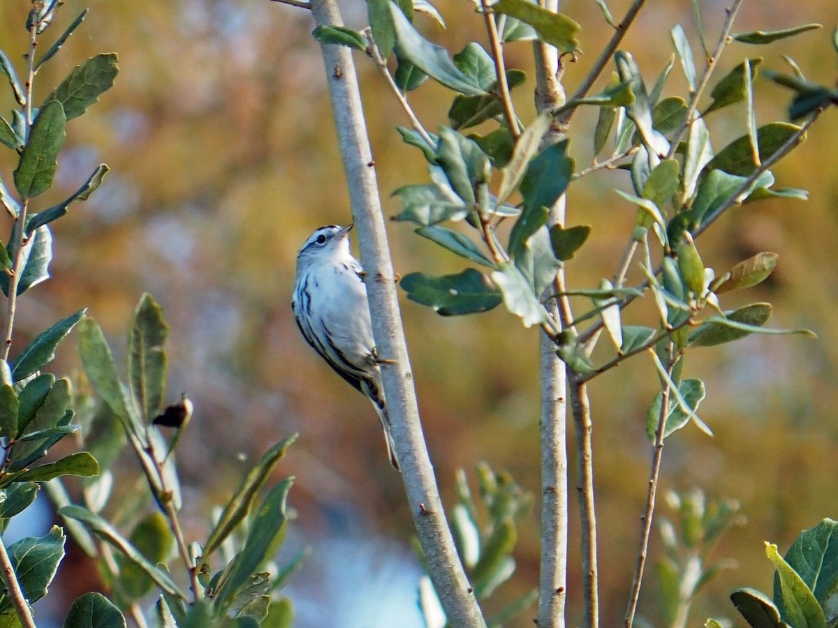 Black-and-white Warbler - ML646584291