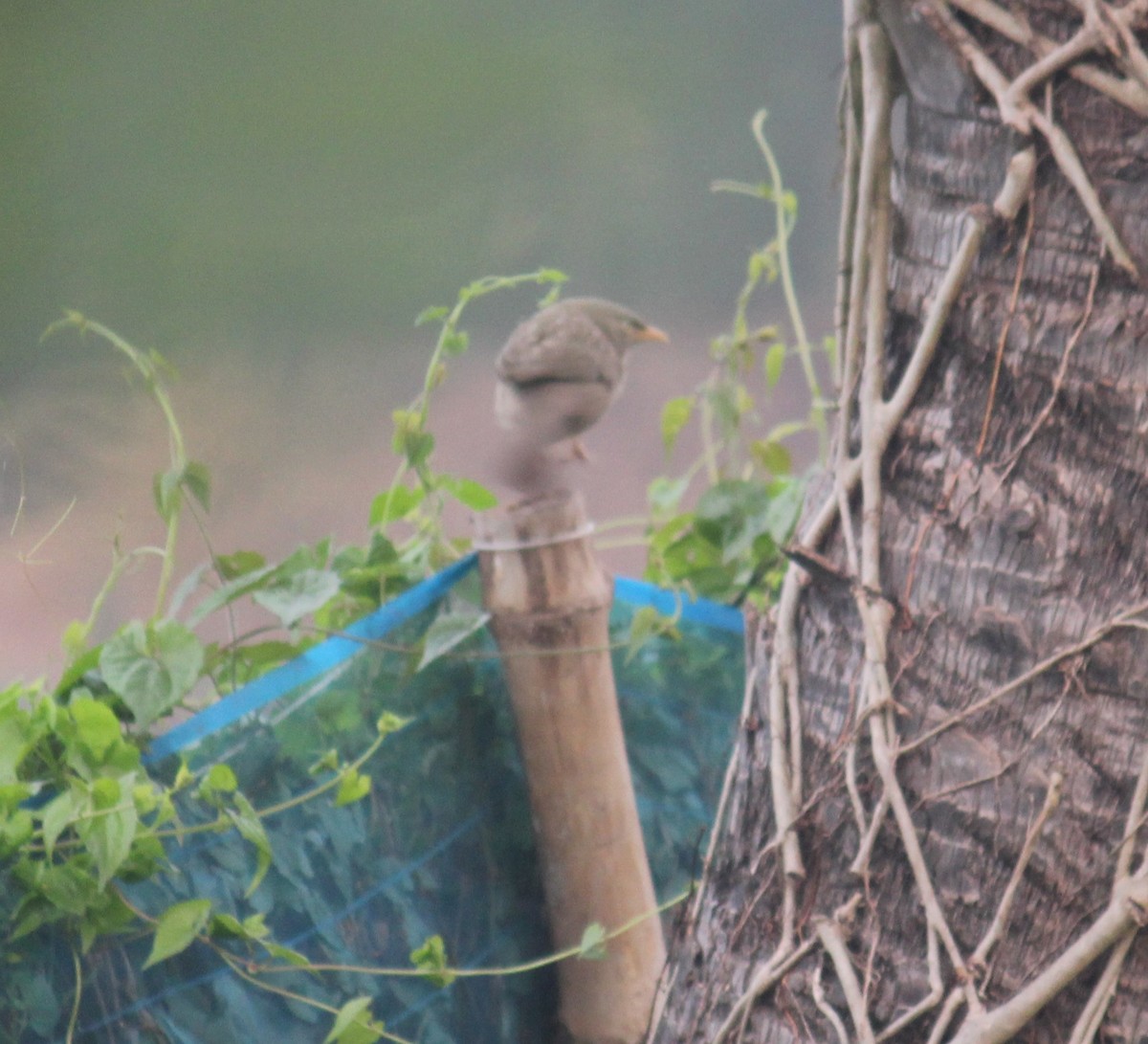 Jungle Babbler - ML646584301