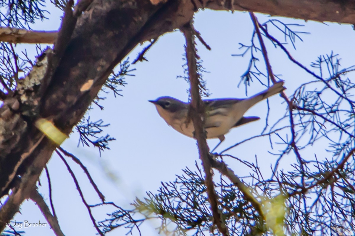 lesňáček žlutoskvrnný (ssp. coronata) - ML646584303
