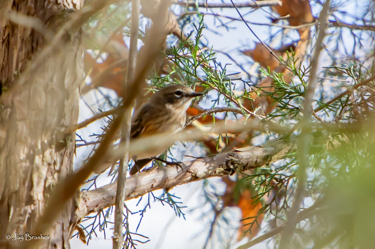 lesňáček žlutoskvrnný (ssp. coronata) - ML646584304