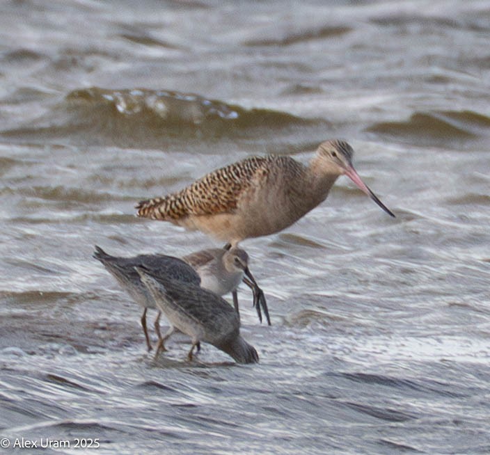 Marbled Godwit - ML646584307