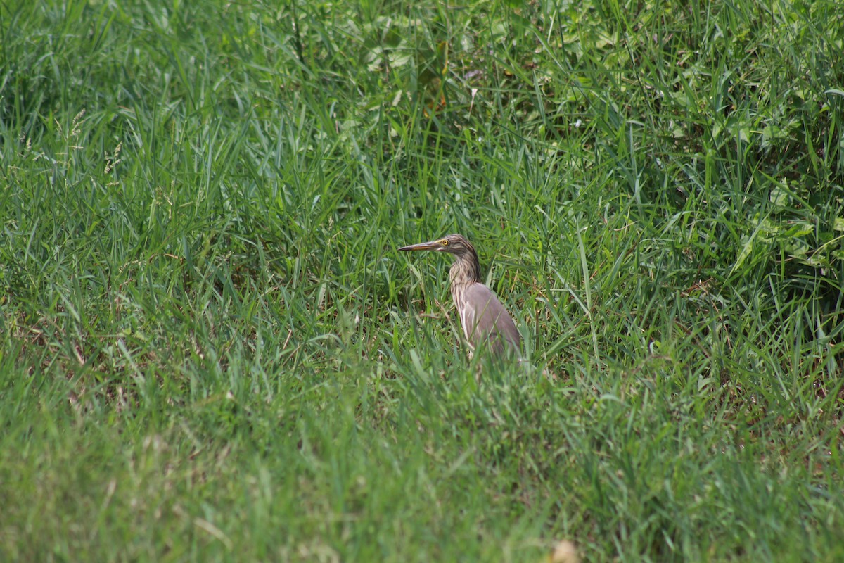 Paddyreiher - ML646584311