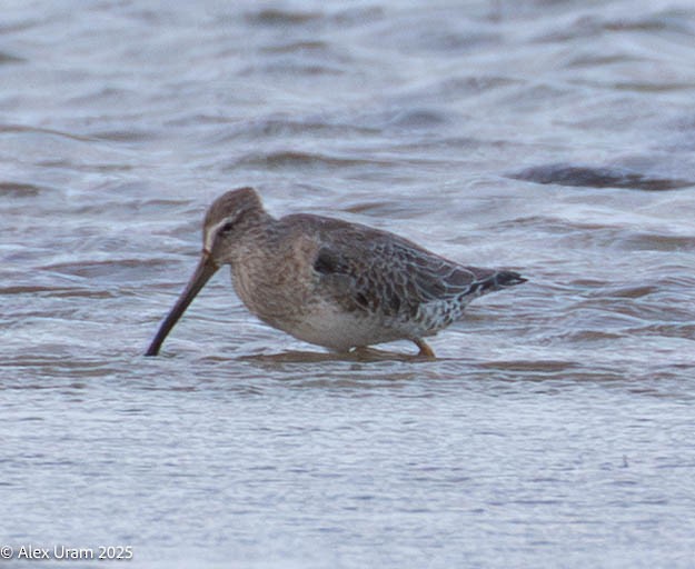 Long-billed Dowitcher - ML646584317