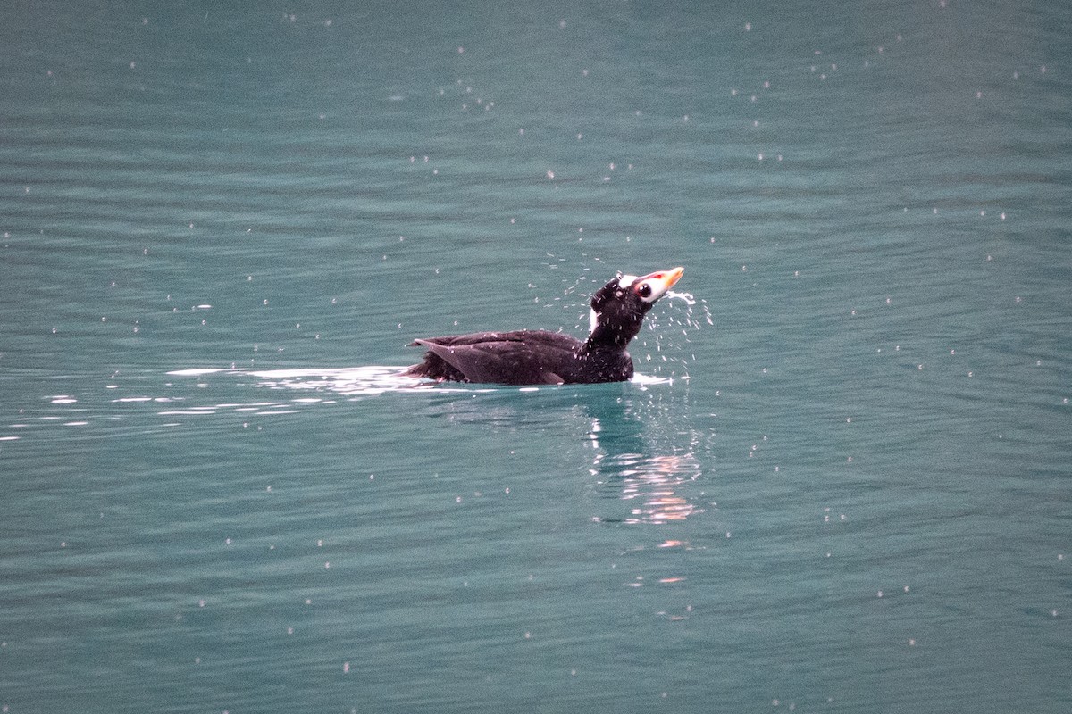 Surf Scoter - ML646584329