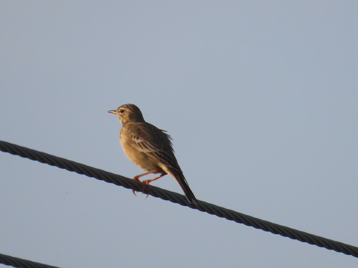 Bisbita Estepario - ML646584330