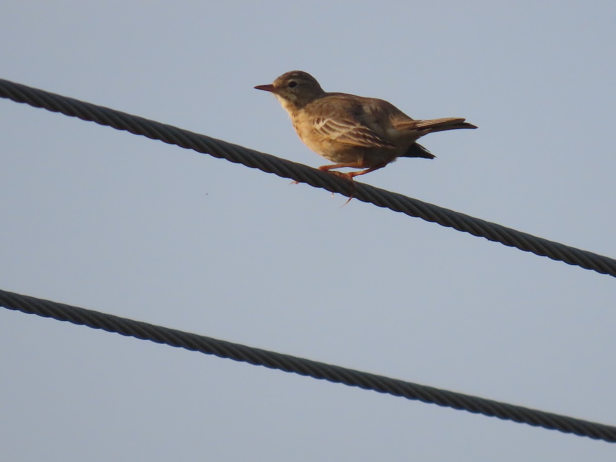 Bisbita Estepario - ML646584332