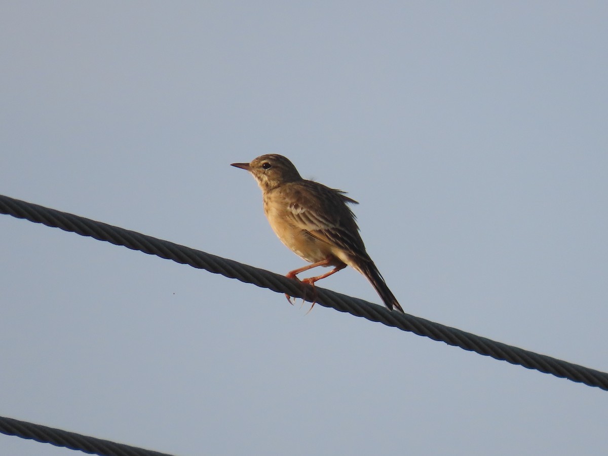 Bisbita Estepario - ML646584335