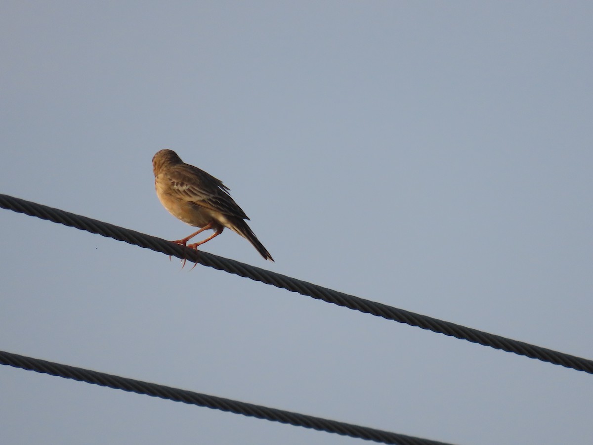 Bisbita Estepario - ML646584339