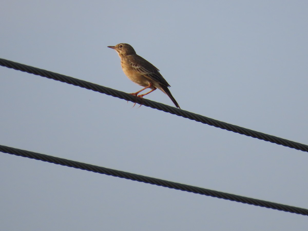 Bisbita Estepario - ML646584340