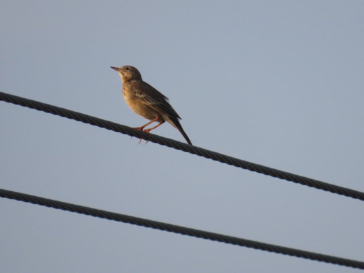 Bisbita Estepario - ML646584341