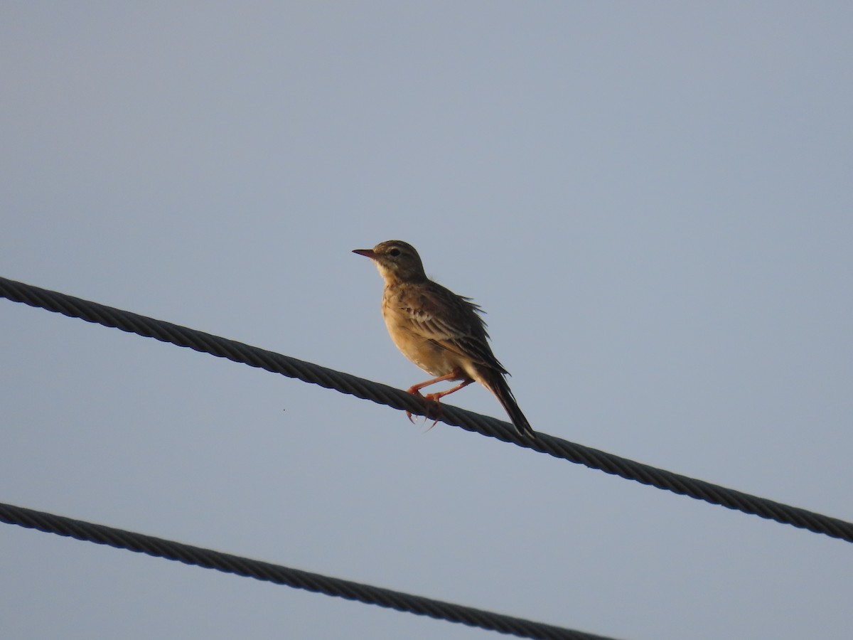 Bisbita Estepario - ML646584342